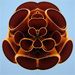 Pipe flower