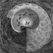 Skeleton of a shell